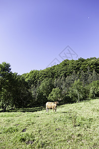 阿尔卑斯山国内的农场牛野外畜牧的详情哺乳动物小插图图片