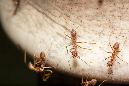 红蚁在树上行走蚂蚁种Oecophyllasmaragdina身体触手和腿是橙色的森林漏洞环境图片