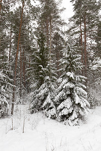 冬季风云多的天气冬季森林中灰色阴云白日树覆盖着雪雨的松林常绿云杉阳光图片