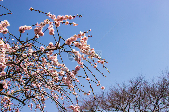 白色的分支粉花和蓝天空明光背景公园图片