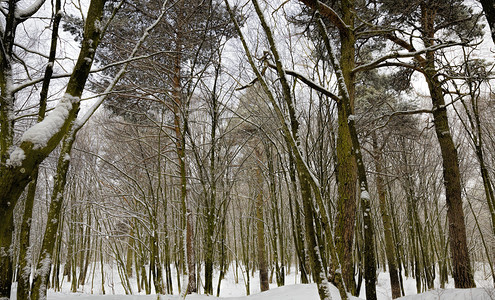 离开黄色的白冬天有雪覆盖青松树冬天有白雪落在树上冬天有冷温松树图片