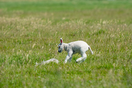 清白的玩小羊羔牧场绿色图片