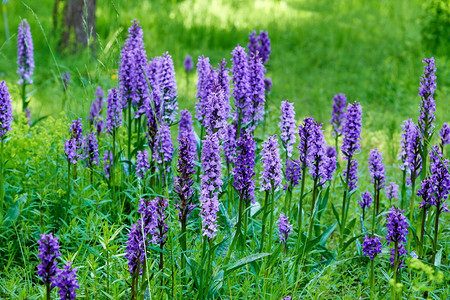 紫丁香生态蜜蜂的紫色野花森林图片