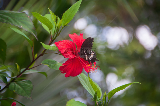 植物群天新鲜的蝴蝶休息和吃红花的蜜图片