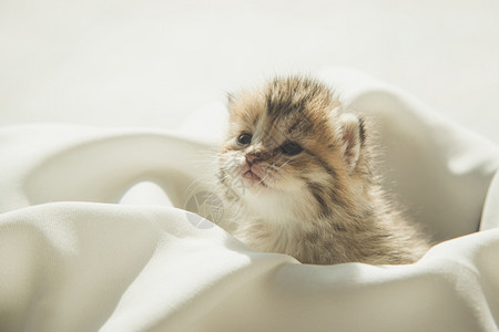 在阳光下坐白布上的可爱小猫咪图片
