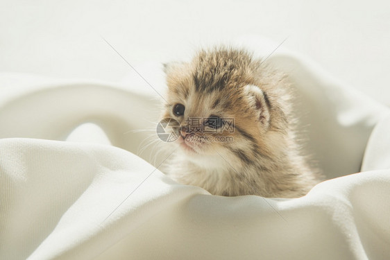 阳光下坐在白布上的可爱小猫图片