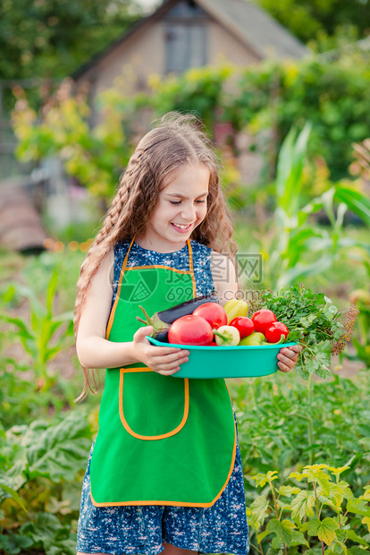 花园里可爱的小女孩带着一株成熟的蔬菜女孩在花园里收集了一株成熟的有机西红柿女孩在花园里收集了一株成熟的西红柿植物茄子园艺图片