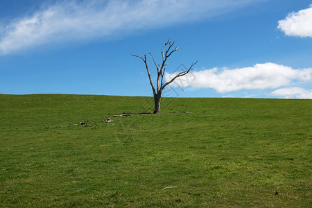 如画爬坡道木头澳大利亚新南威尔士州Wheeo附近的农场上一棵死去的Eucalptus树图片