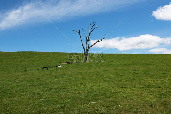 如画爬坡道木头澳大利亚新南威尔士州Wheeo附近的农场上一棵死去的Eucalptus树图片