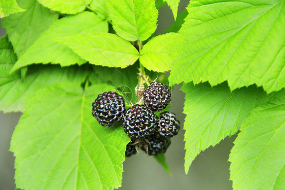美丽的吃庄稼黑覆盆子的浆果挂在灌木上成熟的悬钩子挂在树枝上图片