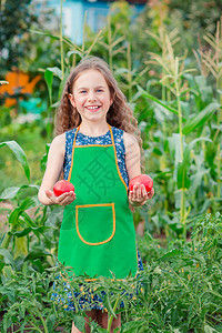 农场食物可爱的小女孩在花园里种着成熟的红番茄一个女孩在花园里收集成熟的有机番茄一个可爱的小女孩在花园里种着成熟的红番茄户外图片