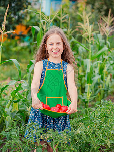 素食主义者户外物可爱的小女孩在花园里种着成熟的红番茄一个女孩在花园里收集成熟的有机番茄一个可爱的小女孩在花园里种着成熟的红番茄图片