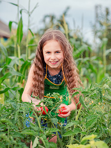 叶子收获农业可爱的小女孩在花园里种着成熟的红番茄一个女孩在花园里收集成熟的有机番茄一个可爱的小女孩在花园里种着成熟的红番茄图片