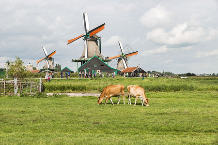 ZaandamHolland28aug018dutch野外的奶牛与人们一起享受Zaanseshans风车作为背景zaansesh图片