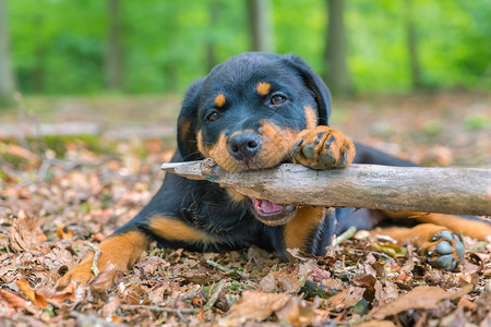 树叶舍内维尔季节在森林里咬条小狗的肖像青幼罗威勒狗在森林里咬树枝图片