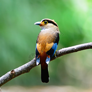 排扣的彩色阔嘴鸟雌银胸阔嘴鸟Serilophuslunatus背部轮廓绿色景后院满的图片