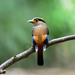 夏天树木彩色阔嘴鸟雌银胸阔嘴鸟Serilophuslunatus背部轮廓绿色景野生动物图片
