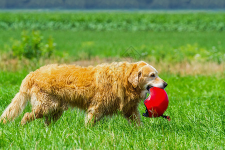金的积极带着运动头盔在草地中行走的狗有帮助图片