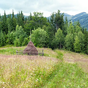 乡村的乌克兰喀尔巴阡山脉草原上的松树高地森林和干草堆以及乌克兰旅游背景的福吉晨风包括松树高原林和草丛欧洲阿尔卑斯山图片