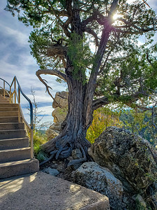 棕褐色自然路在亚利桑那州的沃尔努特峡谷纪念碑上从岩石中生长的树木图片
