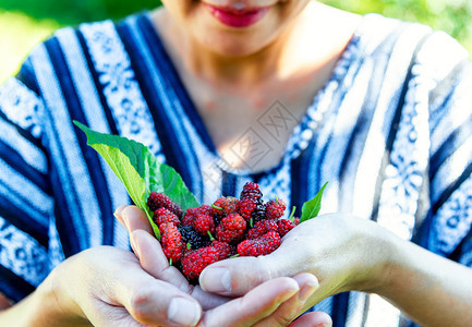 健康桩农场业概念中的美味甜贝利TasttySweetBerry植物图片