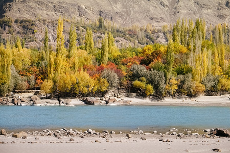 秋天巴基斯坦GilgitBaltistan背景的绿石河和山上多彩树木可见巴基斯坦Ghanche在秋季的自然景观谷旅游图片