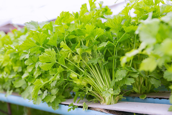 盘子现代农庄水养殖场中可种植的国硅酸砂炉植物沙拉系统图片