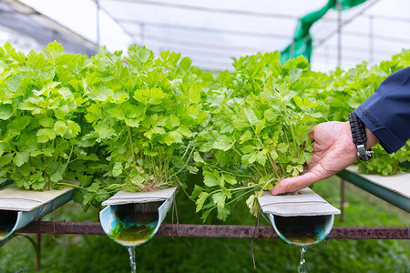 现代农庄水养殖场中可种植的国硅酸砂炉植物花园人食物图片