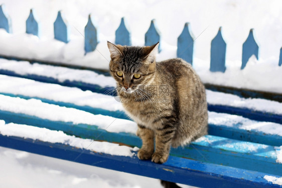 蓝色的混合关心一只大条纹猫坐在蓝木板凳上长着雪的椅子上图片