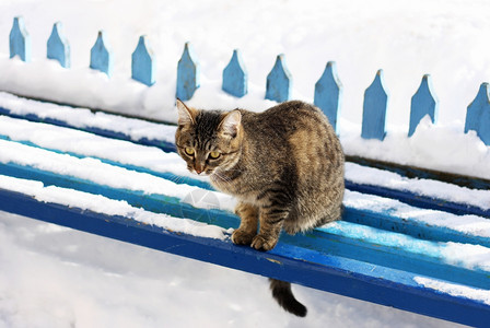 一只大条纹猫坐在蓝木板凳上长着雪的椅子上木制家蓬松图片