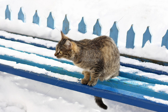 家美丽的一只大条纹猫坐在蓝木板凳上长着雪的椅子上覆盖图片