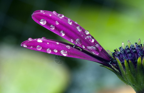 雨后早晨在骨膜上的水滴紫色闪光花园图片