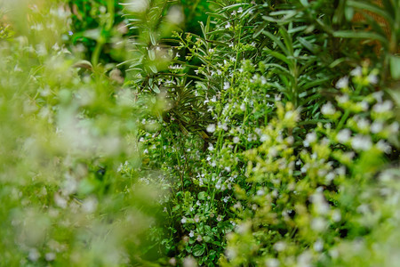 早晨草本植物花园药中鲜绿玫瑰植物和小花朵的模糊脱焦图象图片