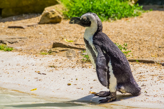 一只非洲企鹅在陆地的肖像来自非洲的无飞行鸟濒危动物种脚眼睛热带图片