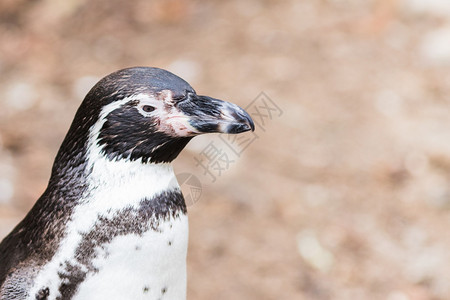 保护乌姆堡德企鹅Spheniscushumboldti也称秘鲁企鹅或Patranca位于悬崖的岩石上海支撑图片