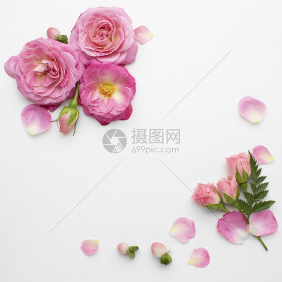框架单身的顶视图玫瑰花朵分辨率和高品质美丽照片顶视图玫瑰花朵高品质美丽照片概念完的图片