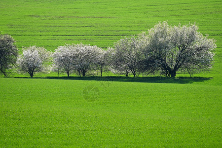 抽象的充满波浪田地上流着鲜花的树木莫拉维安托斯卡纳MoraviavianToscan捷克环境植物图片