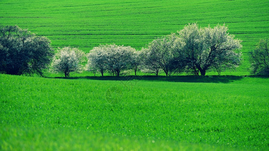 滚动字段轨道充满波浪的田地上流着鲜花的树木莫拉维安托斯卡纳MoraviavianToscan捷克图片