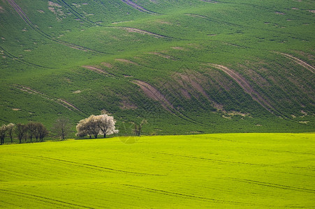 绿色充满波浪的田地上流着鲜花的树木莫拉维安托斯卡纳MoraviavianToscan捷克开花草图片