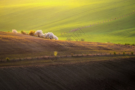 充满波浪的田地上流着鲜花的树木莫拉维安托斯卡纳MoraviavianToscan捷克农场植物环境图片