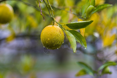 太阴在安塔利亚的雨中新种植橙色湿润素食主义者一种图片