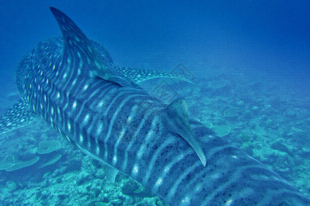 历史享受鲸鲨鱼Rhincodon打字机南阿里环礁马尔代夫印度洋亚洲海图片