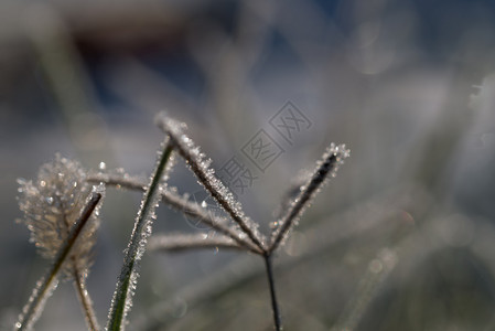 白色的雪关闭干草药植物在寒冷的冬季用冻霜覆盖杂草植物封闭干植物在冻霜中覆盖杂草植物荒野图片