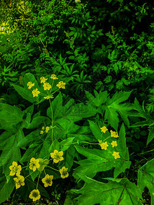 充满活力绿叶自然背景中的开花黄夏季草甸自然背景中的黄花美丽植物群图片