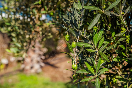 花园果树上的绿橄榄枝的特写一棵树上的绿橄榄西班牙图片