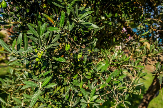 花园季节树上的绿橄榄枝的特写一棵树上的绿橄榄植物图片