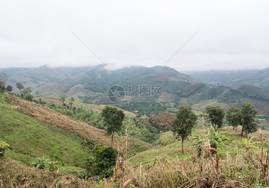 清晨在高山上种植有机园泰国北边有雾位于泰国北部方树天空图片