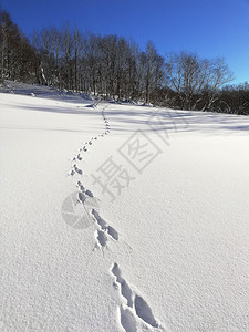 爪子打猎冬季雪田在冰冻的白树背景上有野兔足迹打印图片