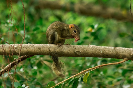 仓鼠北部树林是一小只哺乳动物花栗鼠缩写在树枝上北部林是一个小型的哺乳动物老鼠分支图片