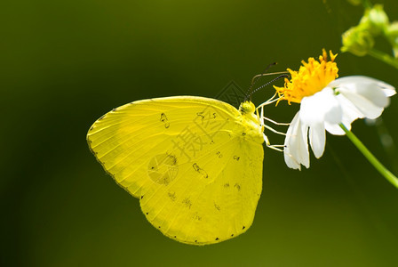 植物飞绿色黄蝴蝶白花为小觅食图片